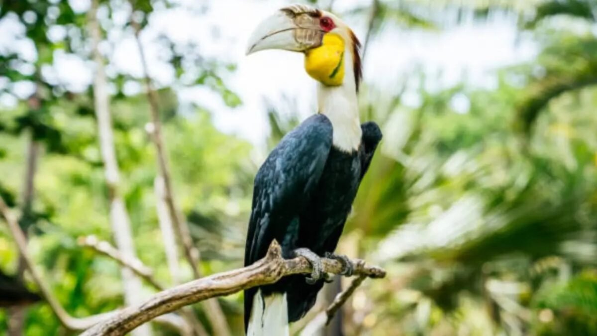 Ekspedisi Temukan Burung Langka Di Pegunungan Meratus